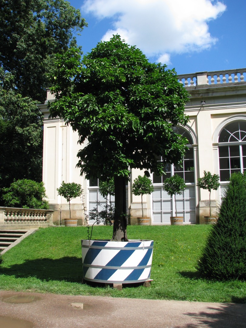 Älteste Pomeranze im Schlosspark Pillnitz