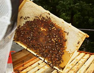 Entnahme eines Rähmchens mit Bienenwaben aus dem Bienenstock mit Bienen darauf