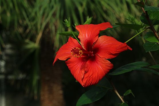 Eine rote Hibiskusblüte strahlt im Pillnitzer Palmenhaus.
