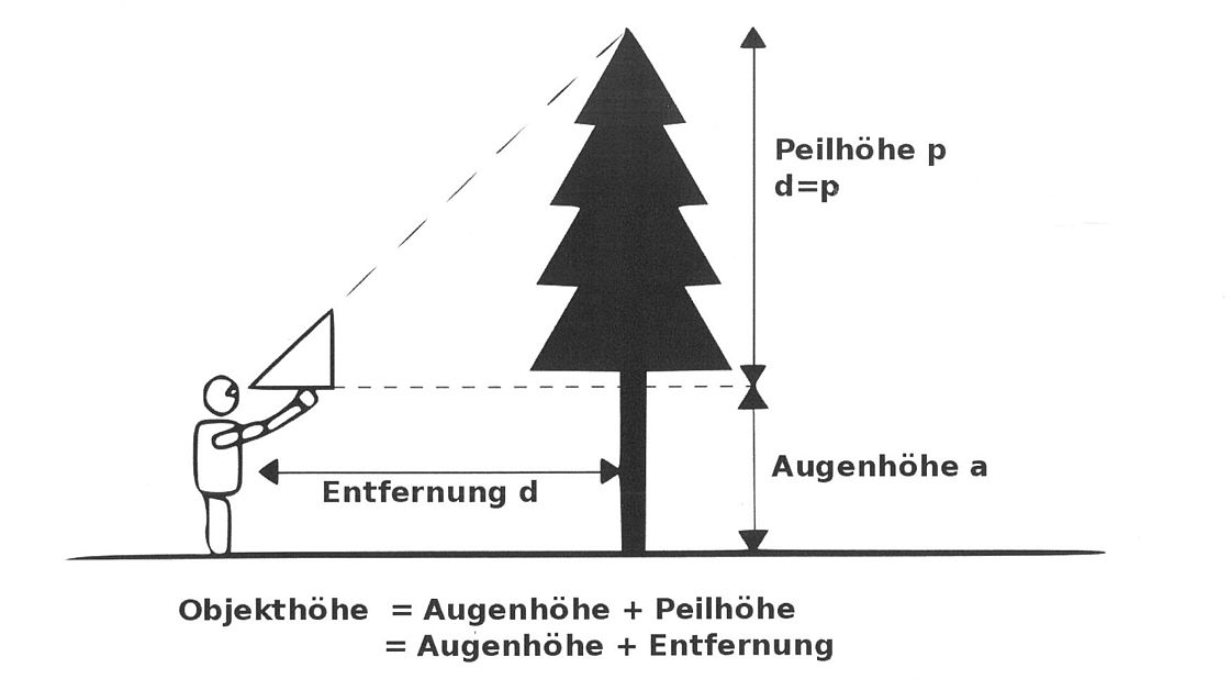 Gezeichnete Darstellung der Anwendung des Försterdreiecks zur Höhenmessung eines Baumes