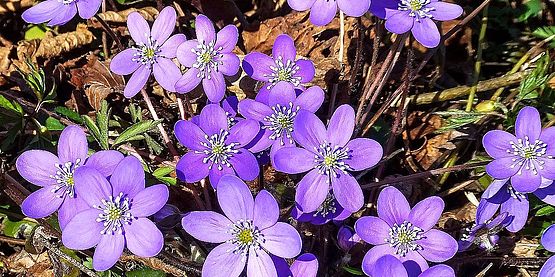 Weit geöffnet strahlen die Blüten in kräftigem Violett.