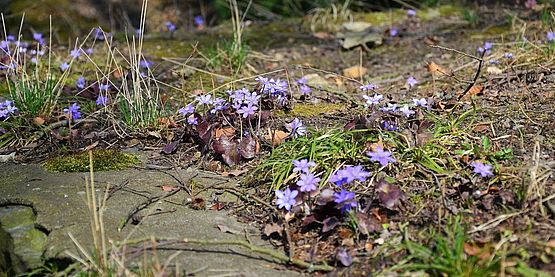 Am Mühlgraben in Altzella blühen Leberblümchen.