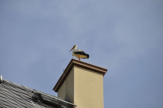 Storch auf dem Schornstein des Fürstenhauses in Rochlitz