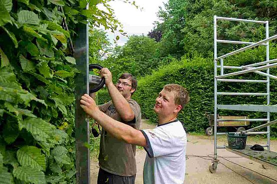 Zwei Gärtner stutzen die Hecken im Schlosspark Pillnitz