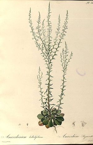 Zeichnung Pflanze von Hofmannsegg 