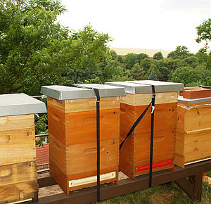 Vier Bienenstöcke im Burggraben von Burg Mildenstein