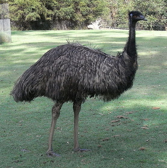 Der australische Emu