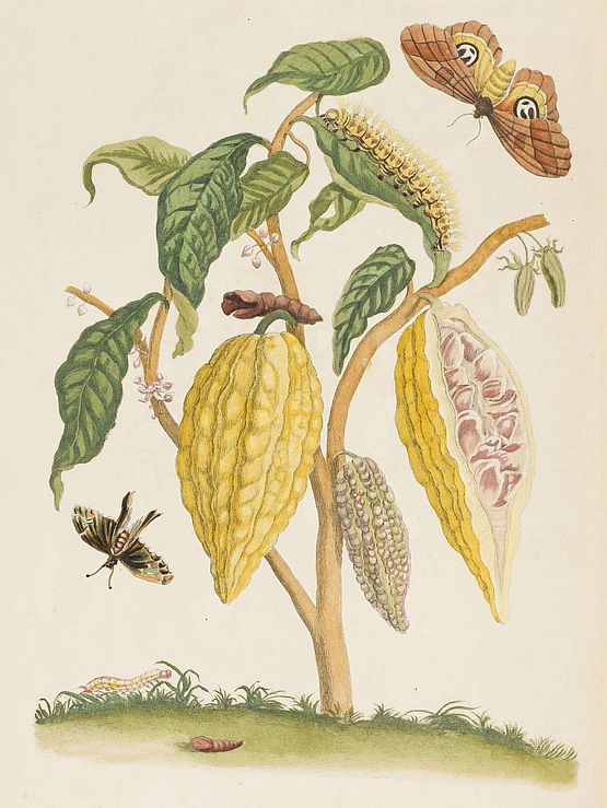 kolorierte historische Illustration einer Kakaopflanze mit Schmetterlingen