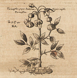 Historische Zeichnung einer Kartoffelpflanze