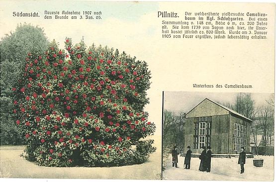 Die Postkarte zeigt die Kamelie und die Wintereinhausung 1905 bis 1951